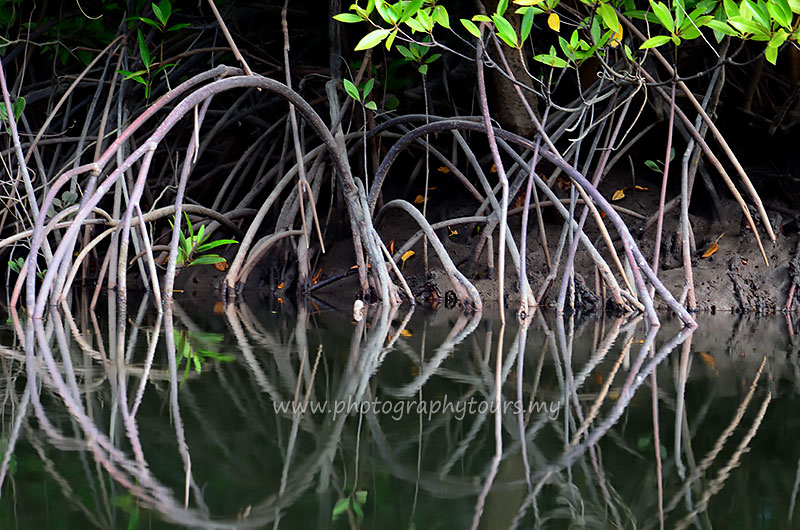 Mangrove in Malaysia