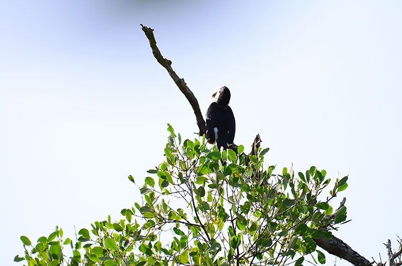 Oriental Pied Hornbill in Mangrove