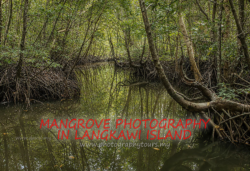 Mangrove Photography in Langkawi, Malaysia