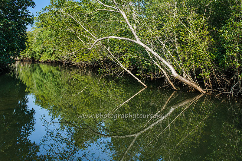 Langkawi Mangrove Photography