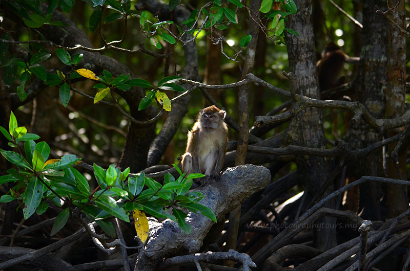 Mangrove Wildlife